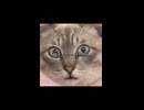 【猫動画】どんな猫が好き？【＼モカー!!／】