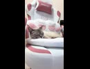 【猫動画】恩を忘れて逆襲してきやがった…□【アフレコ1人漫才】