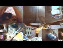 ファンシーラットの生きた記録2026年5月21日①