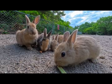 【うさぎ島】うさぎがクッキーを食べる音が気持ちよすぎる…癒しのもぐもぐASMR