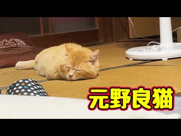 畳と一体化する【元野良猫】【野良猫】
