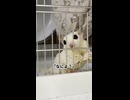 「撫でたいんでしょ？」 ツンデレ全開なフクロモモンガのシロちゃんが尊すぎる #フクロモモンガ #おつモモンガ  #shorts
