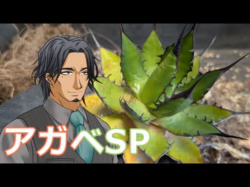 【多肉植物】フリモメンは普及種に癒されたい＃13 ホリダっぽい見た目のアガベの調子が悪いので植えかえしてみた【ソフトウェアトーク劇場】