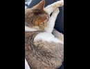 足の上で寝る猫さん