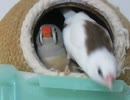 穴の中で窮屈そうなジュウシマツとキンカチョウ　カーテンレールの上にインコ 2026 5 23