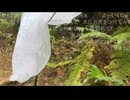 うなぁちゃんが、山の中でカマキリを発見