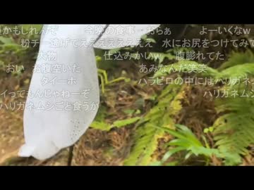 うなぁちゃんが、山の中でカマキリを発見