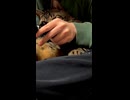 爪切りに顔をしかめる猫