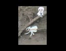 サワガニくんの冒険