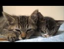 初めての生徒子猫、幸せの後の再会