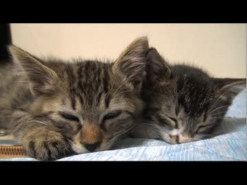 初めての生徒子猫、幸せの後の再会