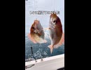 【検証】ダイソーのベイトリールでレンコ鯛を釣る男、まさかのダブルで大勝利ｗｗｗ