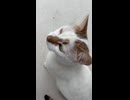 猫と鶏にチーズを与える。