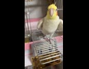 出せと見せかけて戻る、謎なオカメインコ「はち」のモーニングルーティン