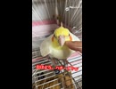 【17連発】おはようのゲシュタルト崩壊を起こすオカメインコのはち