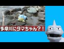 多摩川のタマちゃんに会いに行ったのかしら、イワク