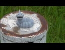 幻術をかけるなんて生意気ねぇ