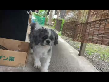 マッハもふもふしーちゃん