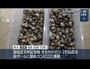 国の天然記念物オカヤドカリ計1936匹　捕獲でベトナム国籍の男女4人逮捕