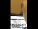 野良猫の喧嘩を見守るウチューネコ