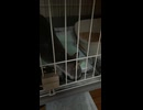 子猫のうまいうまいうまい