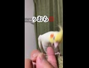 【初見殺し】下からのカキカキに困惑して激おこになるインコがこちら