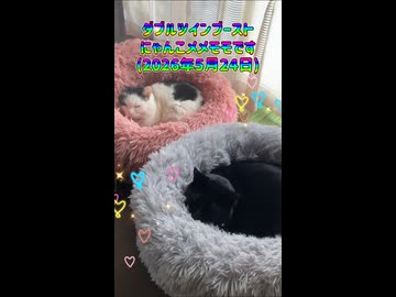 ダブルツインブーストにゃんこメメモモです(2026年5月24日)