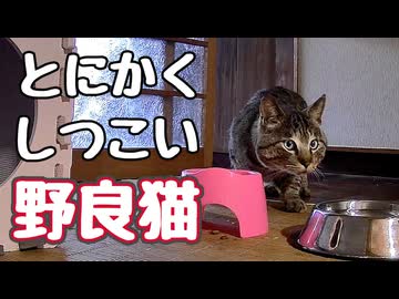 怒られても来る【野良猫】 【元野良猫】