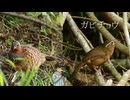 【コジュケイどっちが本物？】ガビチョウの完璧すぎる鳴き真似！【ガビチョウもチョットコイと鳴く】