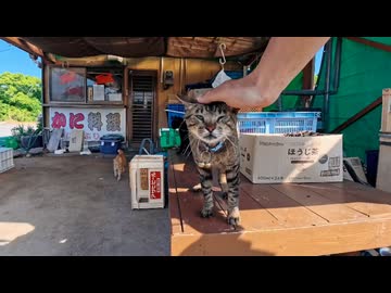 カニ料理屋さんに屯する猫たちをナデナデすると懐いてくる猫が居て癒やされる