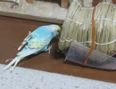 穴が気になったが結局入らずなインコ 2026 5 24