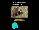 アナグマを家畜化できない理由