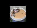 ネズミ(仮)