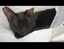ビニール袋で落ち着くこま