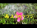 雨滴（うてき）　雨上りのツツジ