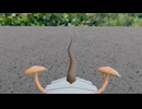 放置されたキョンシー