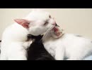 愛のかたまり、子猫たちへの授乳