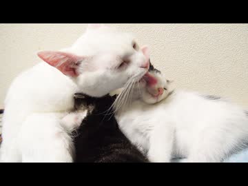 愛のかたまり、子猫たちへの授乳