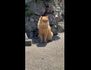 通路の島猫さん