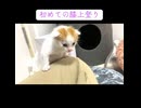幼猫、膝上登りチャレンジ