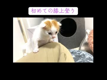 幼猫、膝上登りチャレンジ