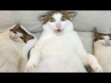 ホモと見る謎のスイッチがある猫