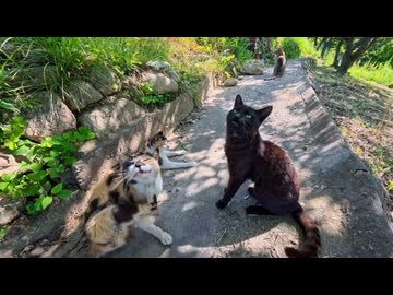 港町の猫たちと島の丘の上の燈台へ…みんなで歩く癒し旅【ノーカット】