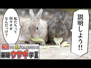 【VOICEROID解説】世界のウサギについて、解説する気はあんまりない【基礎ウサギ学Ⅱ】