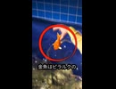食べられなかった金魚