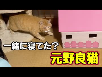 昼寝してたら寝てた【元野良猫】 【野良猫】