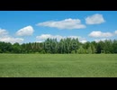 Waving Green Field with Wheat