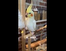 【衝撃】オカメインコの防御態勢が一周回って可愛い件についてｗｗｗ