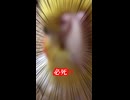 ずぶ濡れ状態で必死の形相…この後、のんたまを抱っこせざるを得ない展開へ