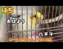 カキカキ強要から殿様待遇まで！おしゃべり炸裂のモモヒキ隊、起床戦線異常あり！